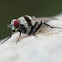 Zebra fly