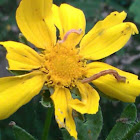 Loopers on coreopsis