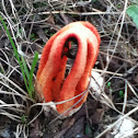columned stinkhorn