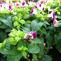 Bumble Bee