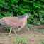 Malay night heron