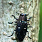 Jewel beetle