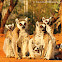 Ring tailed lemur