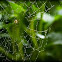 Garden Spider