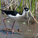 Black-necked Stilt
