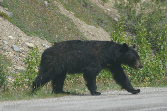 Spotting Image 1