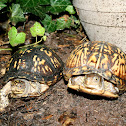 Eastern Box Turtles