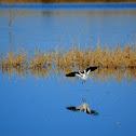 American avocet