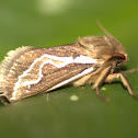 Eudalaca sp.