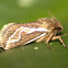 Eudalaca sp.