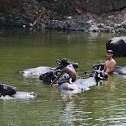 Buffalo bath