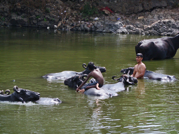 Spotting Image 1