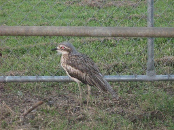 Stone Curlew