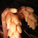 Pinesap