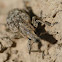 Weevil