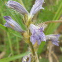Broomrape