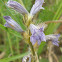 Broomrape