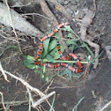 Coral Snake