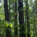 Black Rat Snake