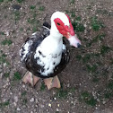 Muscovy duck