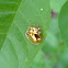 Golden tortoise beetle