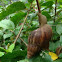 Giant African Land Snail