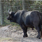 Cape buffalo