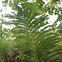 Lady fern
