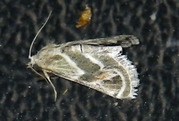 Spotting Image 1
