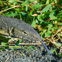 Nile Monitor (Water Leguaan)