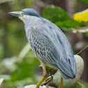 Little Heron