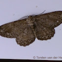Pale Oak Beauty