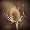 Teasel