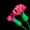 Florida tasselflower