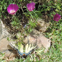Eastern Tiger Swallowtail Butterfly (female)