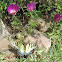 Eastern Tiger Swallowtail Butterfly (female)
