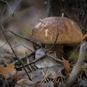 Boletus