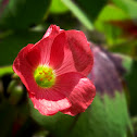 Lucky Clover