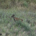 Mule Deer
