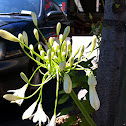 Lily of the Nile