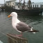 Western Gull