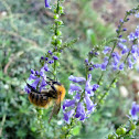 Bee
