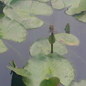 Lily Pad