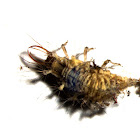 Lacewing larva