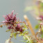 Marsh lousewort
