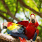 Scarlet Macaw