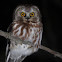 Northern Saw-whet Owl