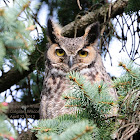Great Horned Owl