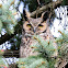 Great Horned Owl