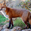 Red fox